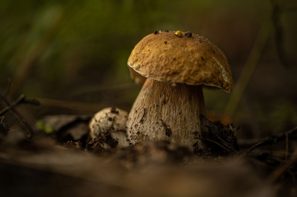 Photograph by Владимир Коновалов