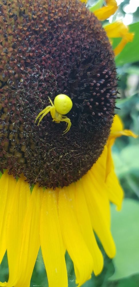 Фотография автора Ольга Мусина