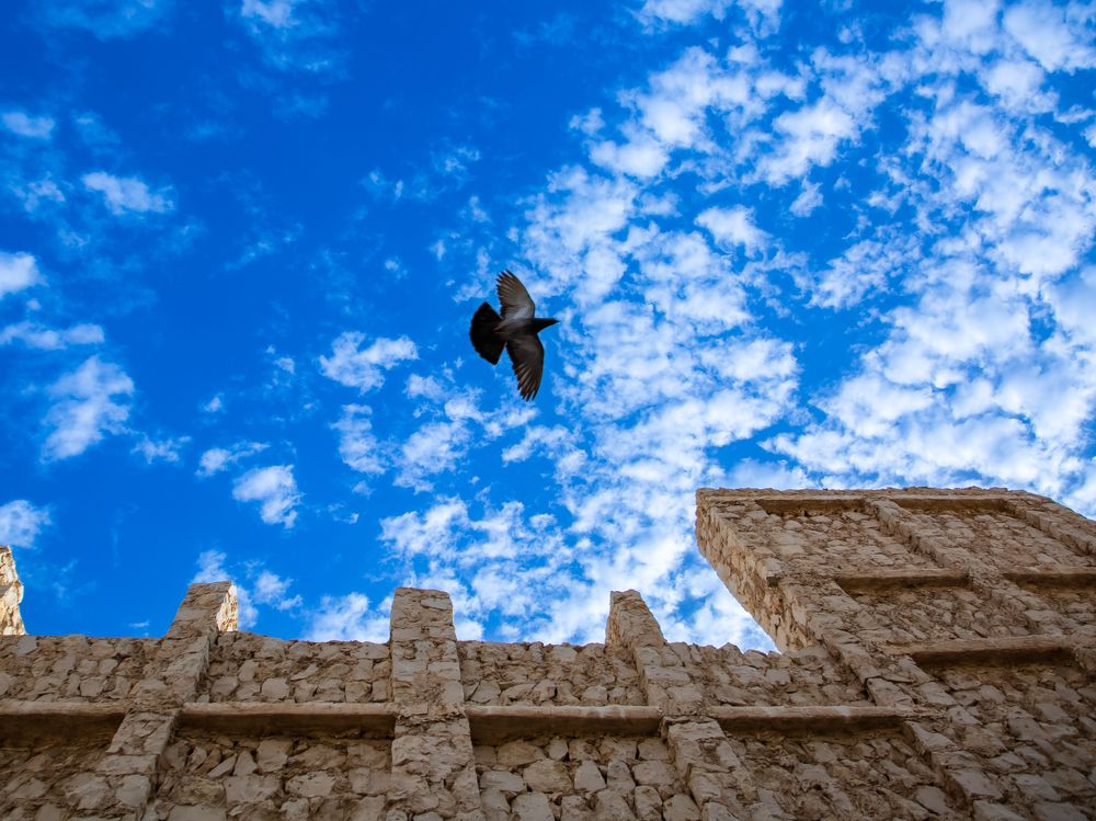 Wings Of Independence