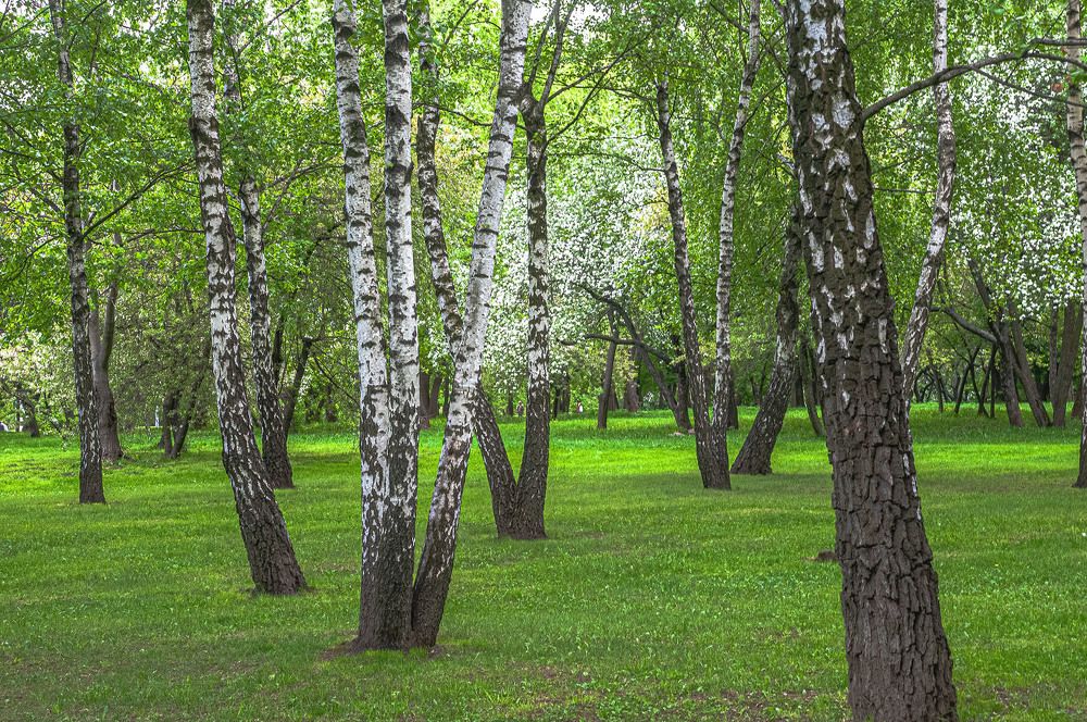 Photograph by Vladimir  Komarov