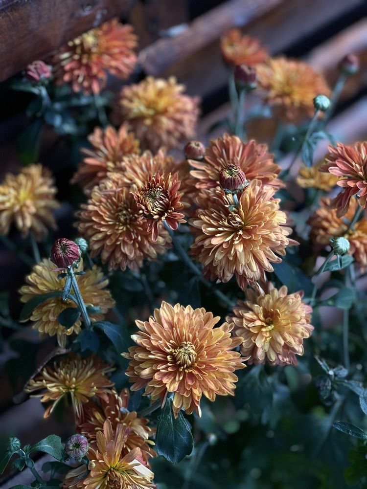 Фотография автора Елена Меньшикова