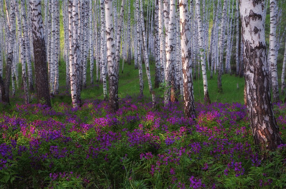 Photograph by Чичкин Валерий