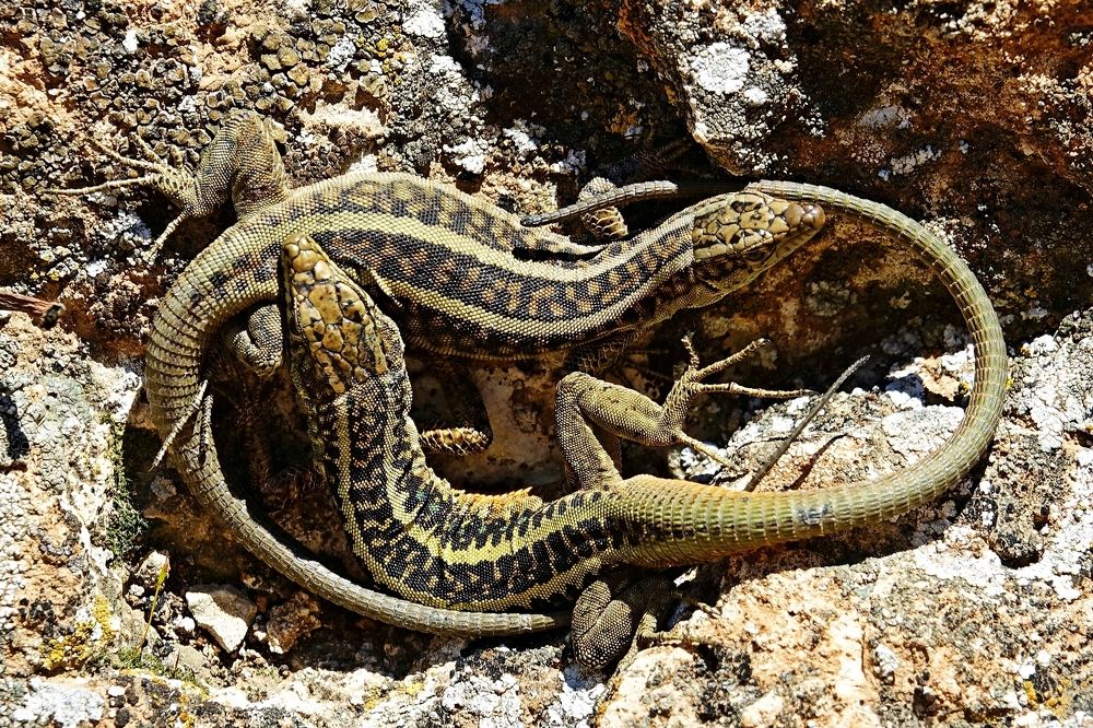 Photograph by Suer Mehmet Masum