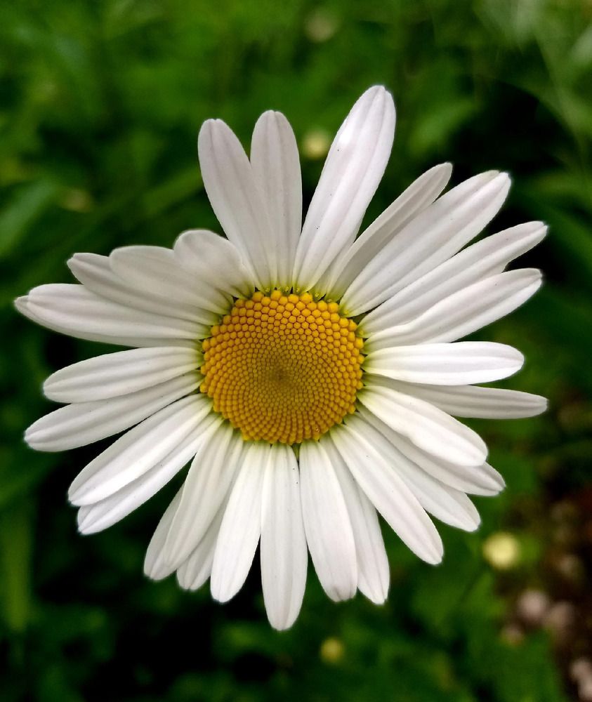 Фотография автора Елена Чиликина