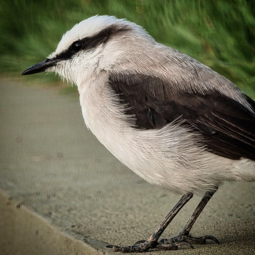 Photograph by HELBER AZEVEDO