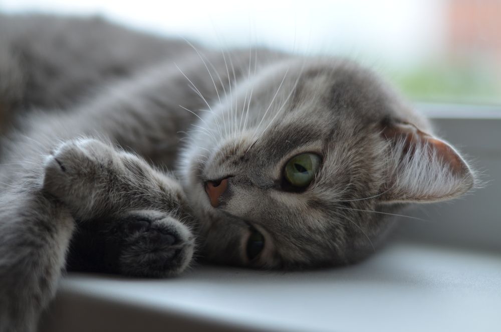 Photograph by Елена Курзенёва