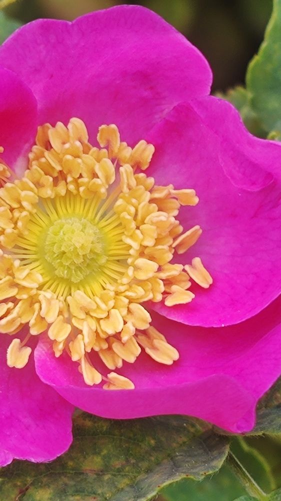 Photograph by Ирина Горбач