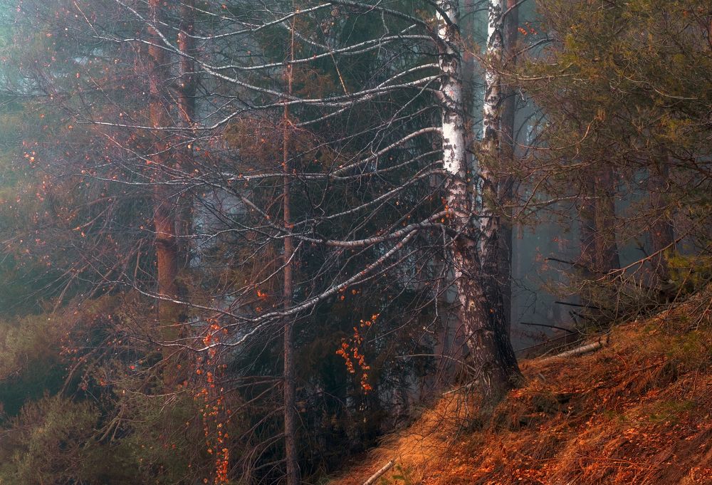 Photograph by Светлана Краюшкина