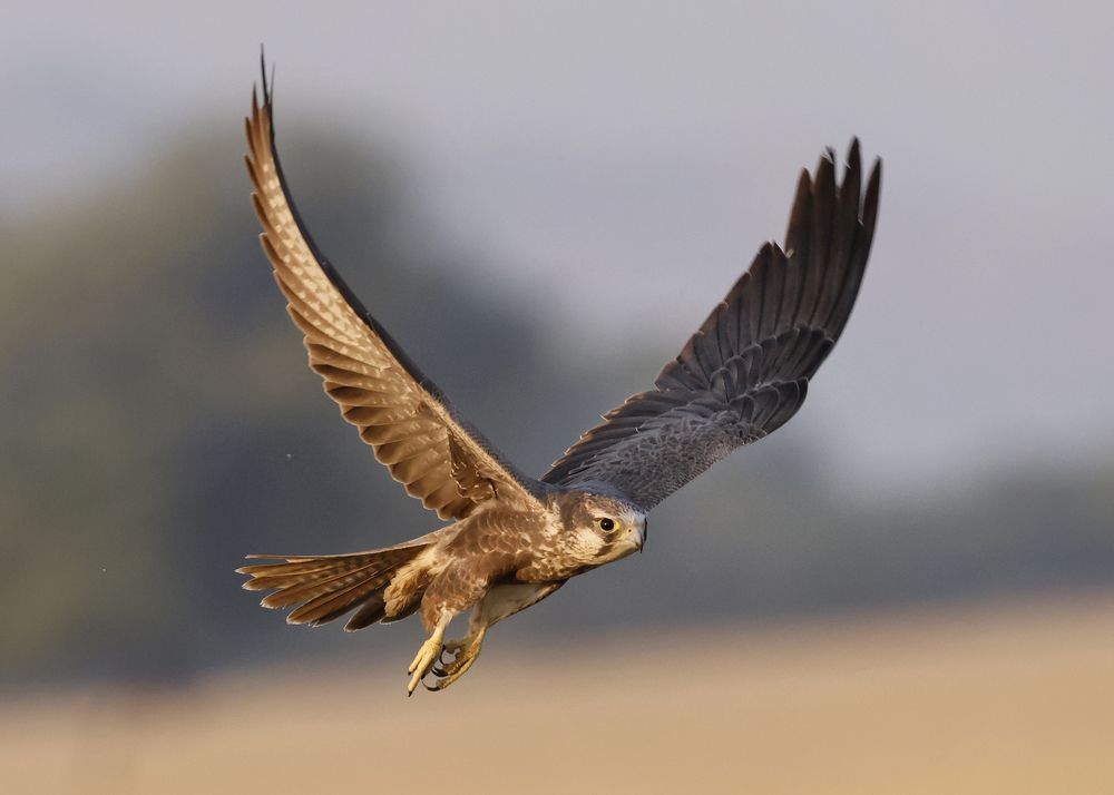 Photograph by Partha Sarkar