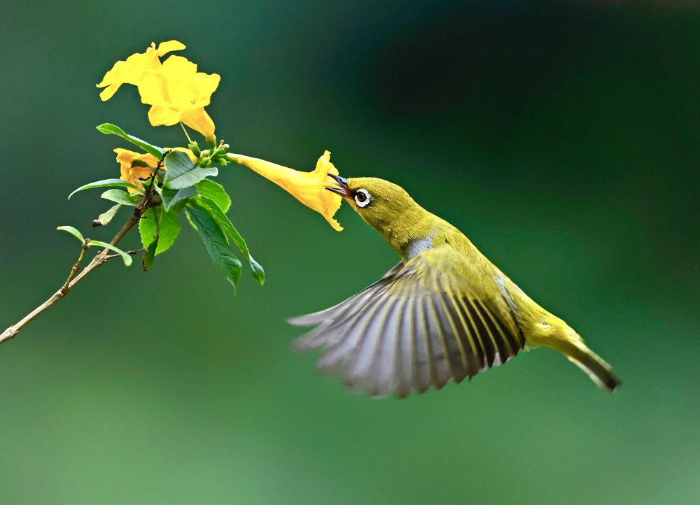 Photograph by Partha Sarkar