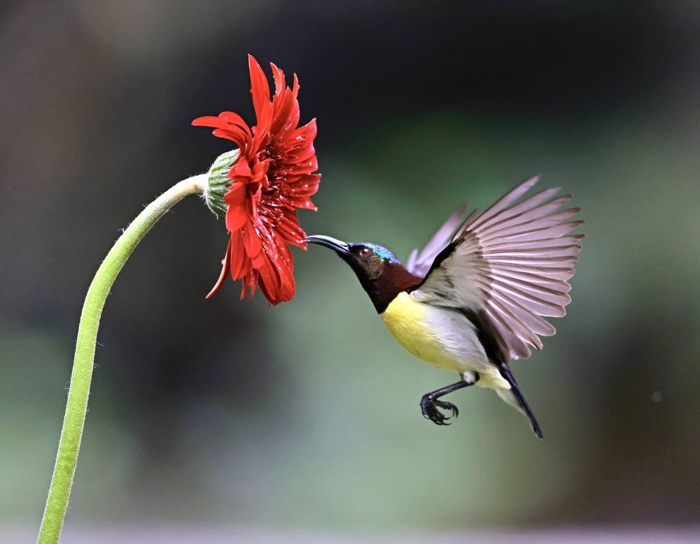 Photograph by Partha Sarkar