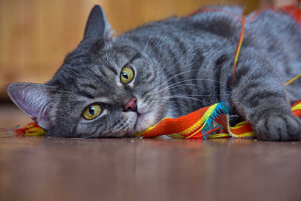 Оторвал кусок пледа..., выло весело.