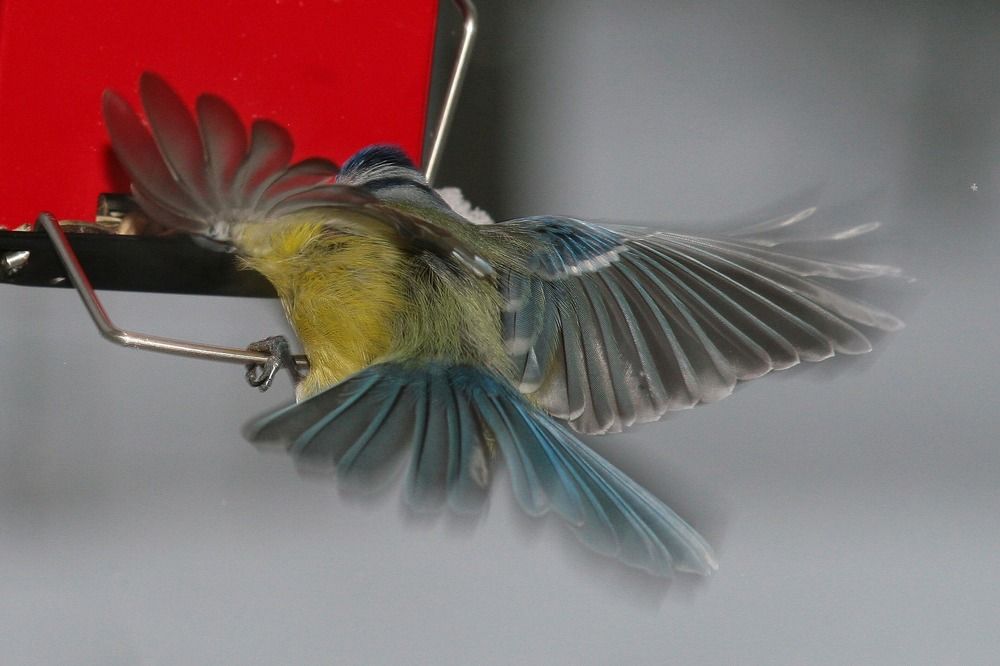 Лазоревкеа