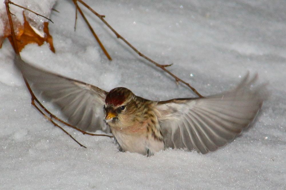 Фотография автора Jevgeni Filimonov