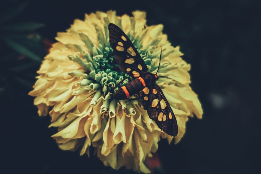 Photograph by Rohan Nayek