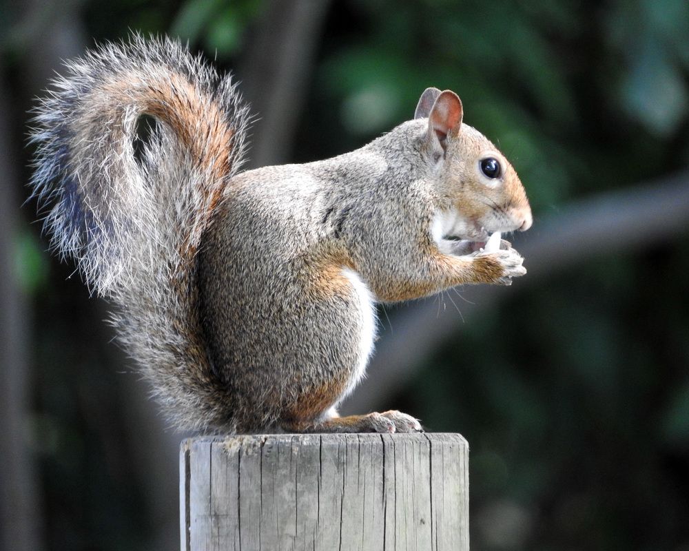 Фотография автора Lagona Nicolò