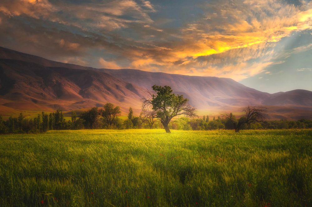 Photograph by Mohammad Mehdi Askari