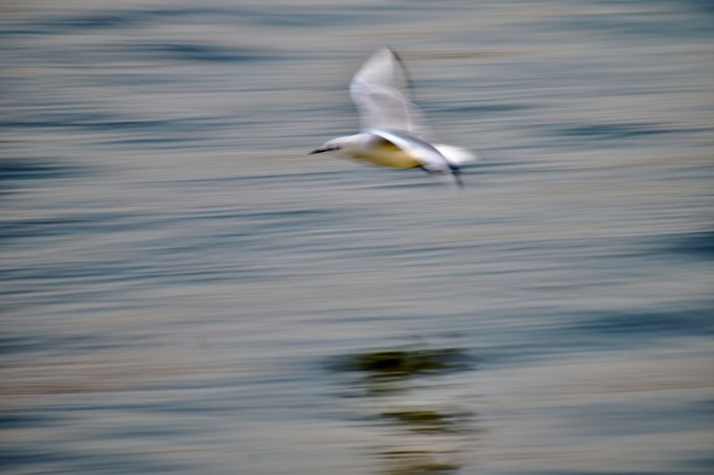 Photograph by Gopinath M