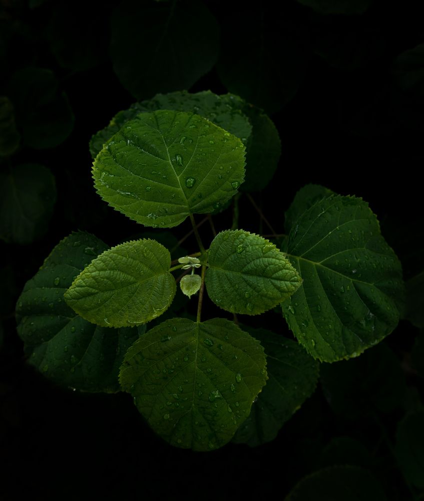 Фотография автора Vladimir Terekhov