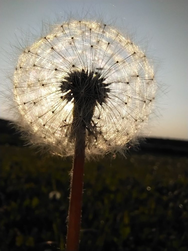 Photo #10448735