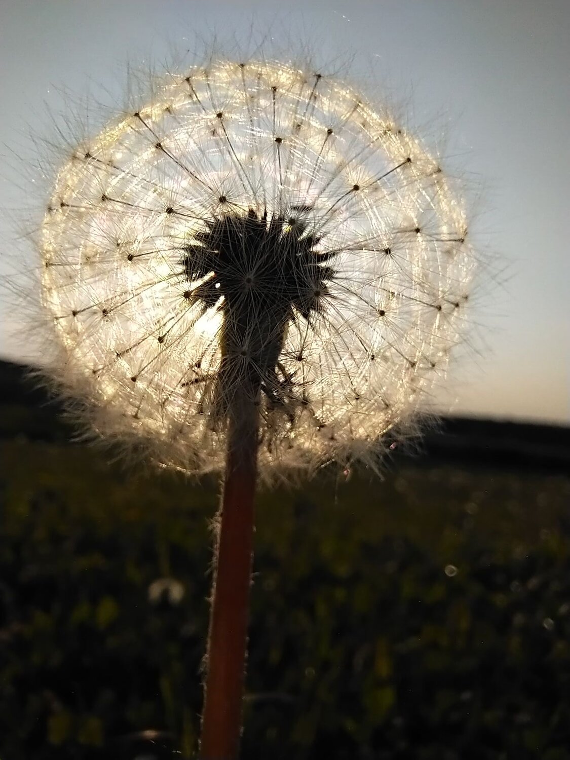 Photo #10448735