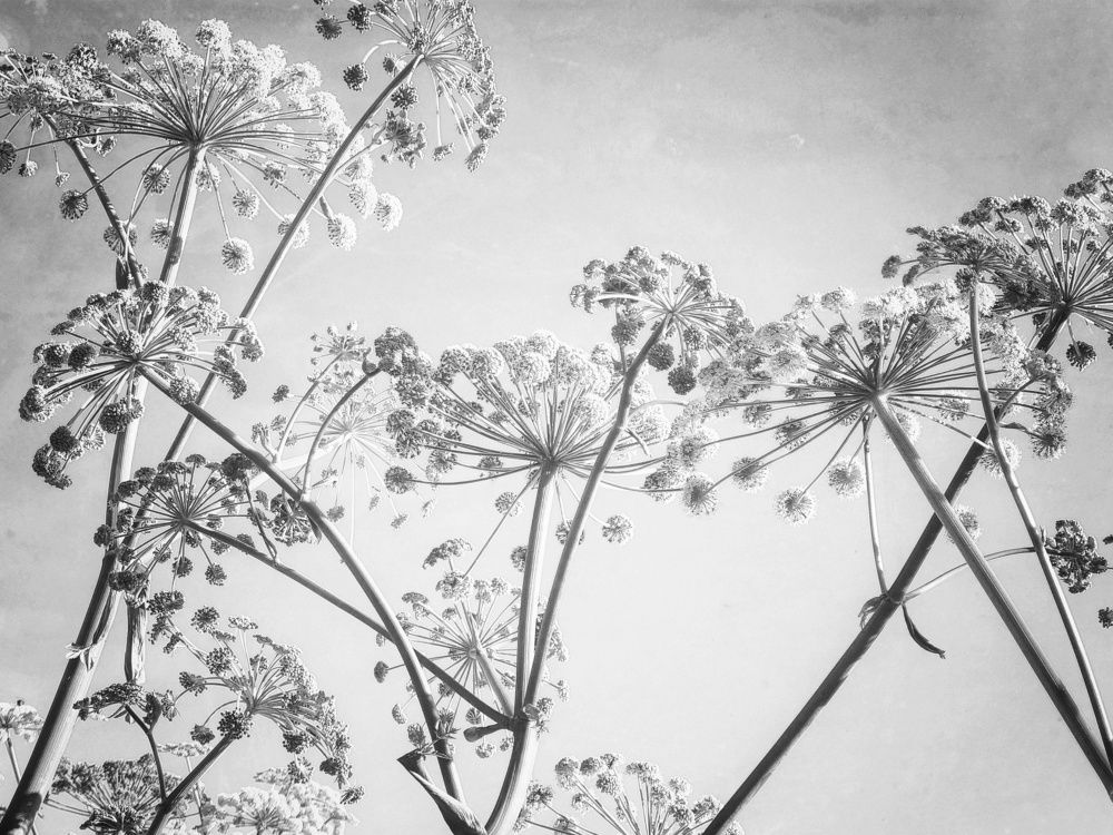 Photograph by Ольга Воронцова