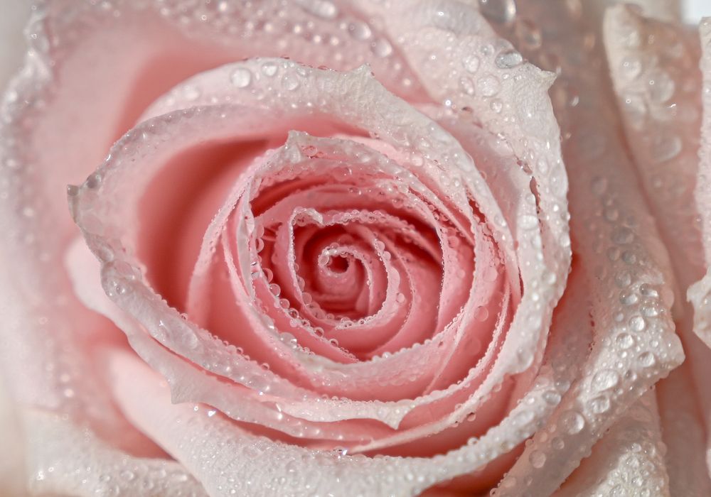 Photograph by Дарья Целуйко