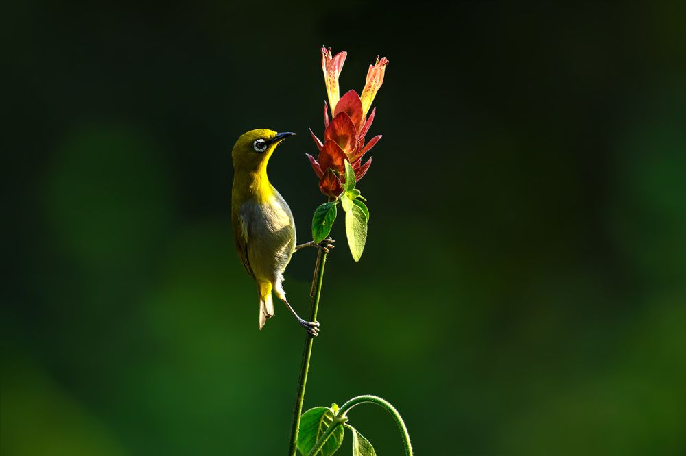 The Indian white-eye