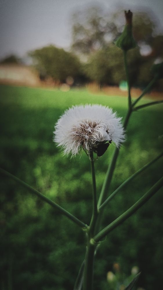 Photograph by Himanshu Sharma