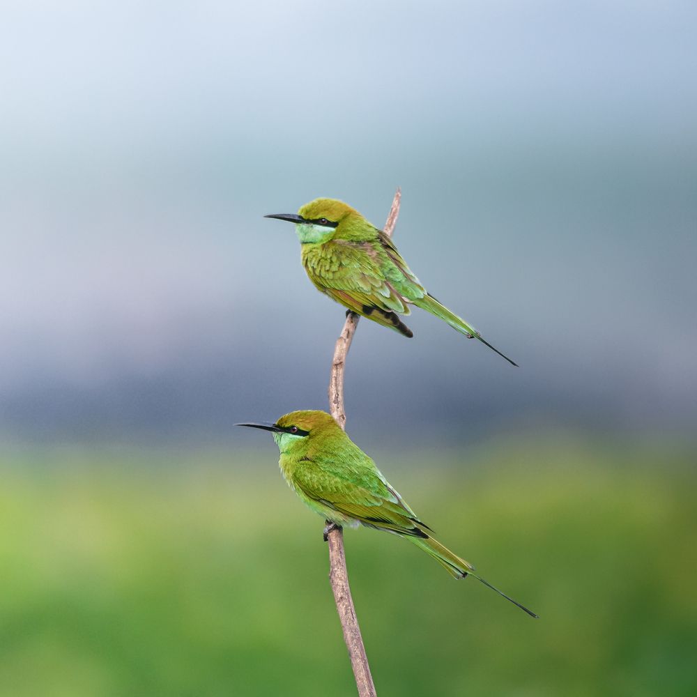 Photograph by Siddhartha Roy Choudhury