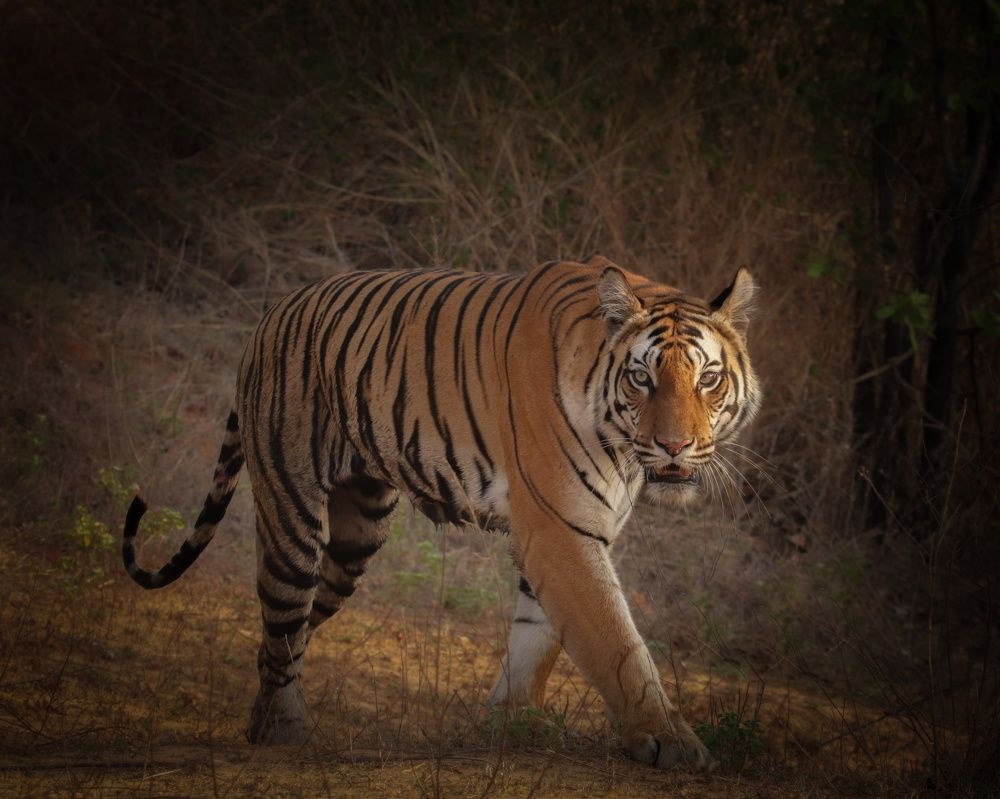 Photograph by Premal Nandpal