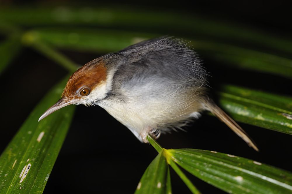 Дикий мир Борнео