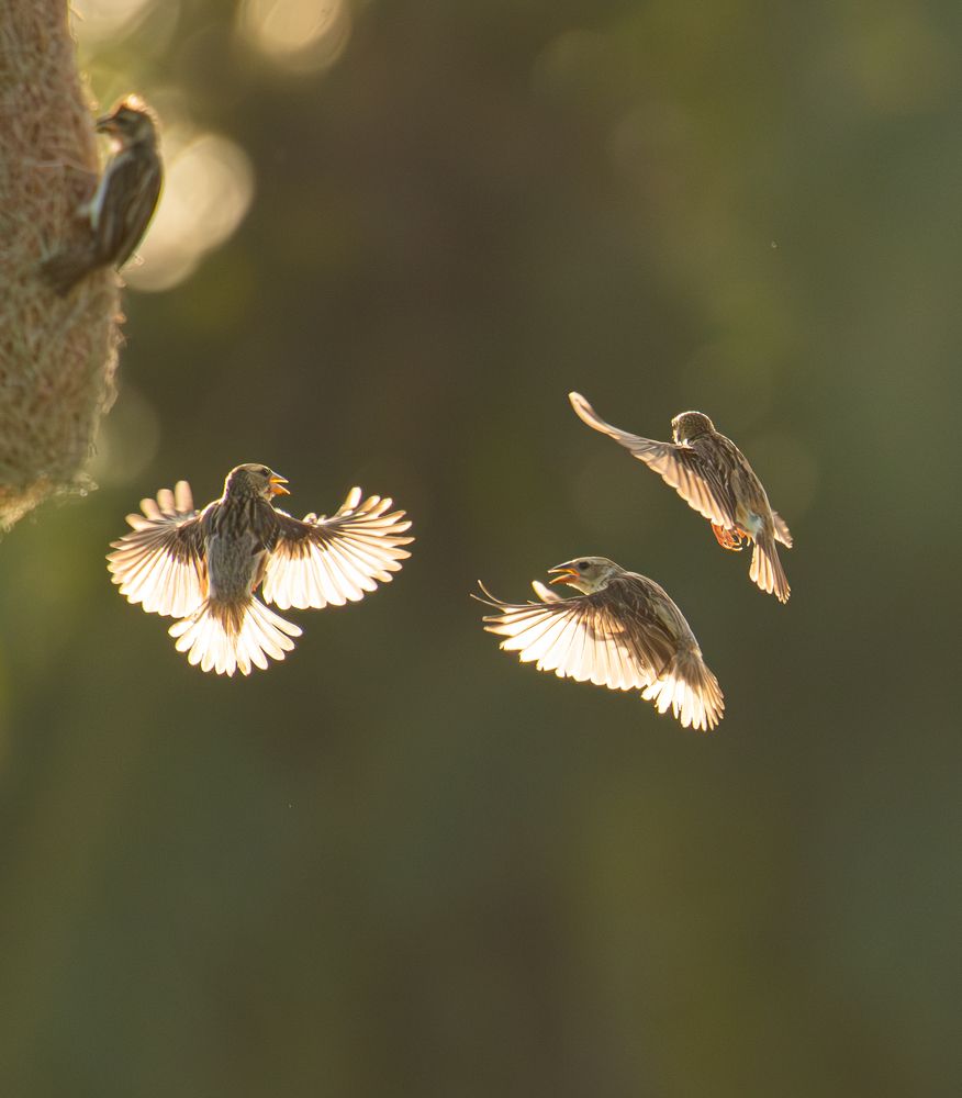 Фотография автора Anandhu M