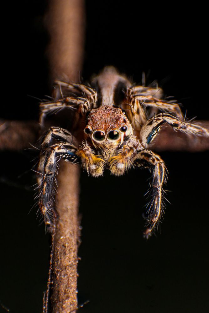 Photograph by Dewindu H. Fernando