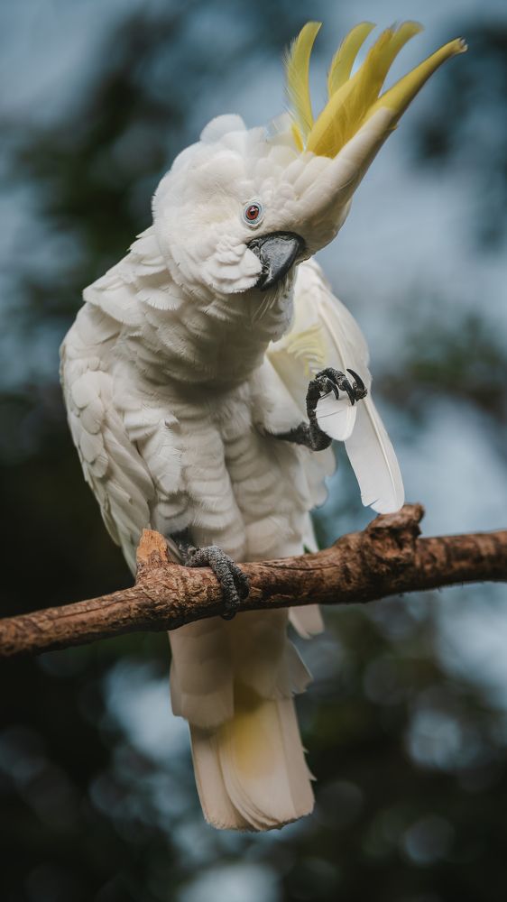 Photograph by Amir MIMART