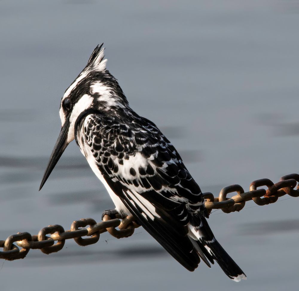 Kingfisher on a chain