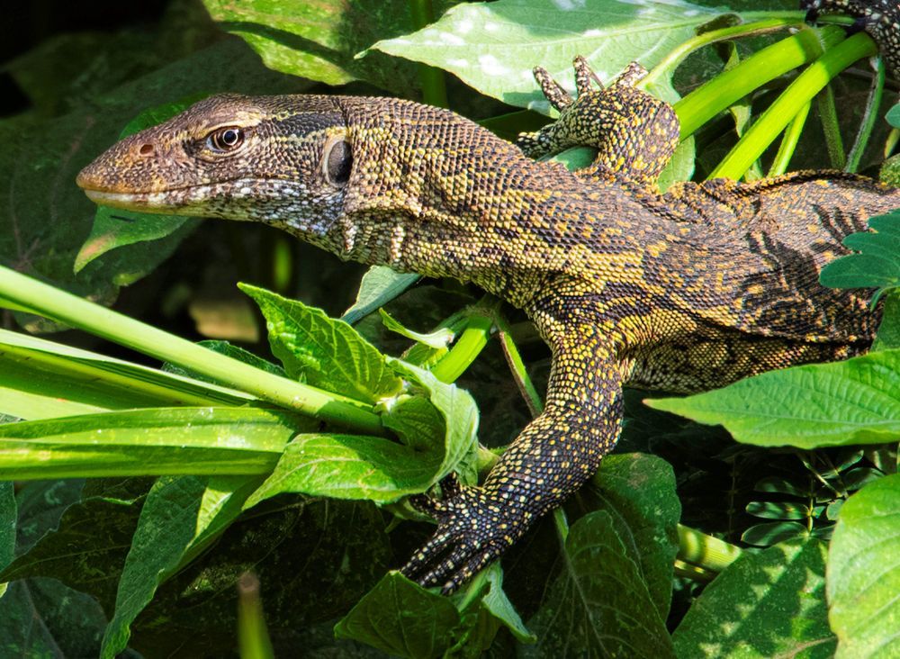 Monitor lizard hiding in the jungle