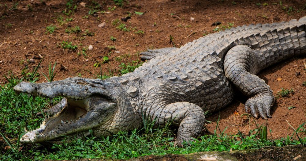 sunbathing crocodile