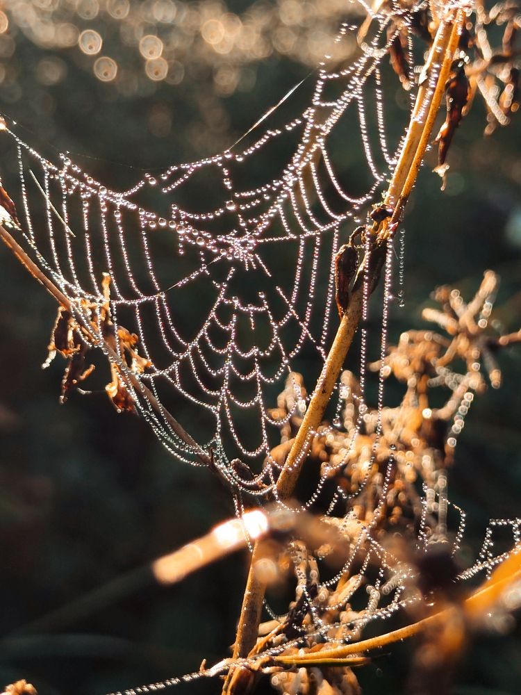 Photograph by Ольга Вороная