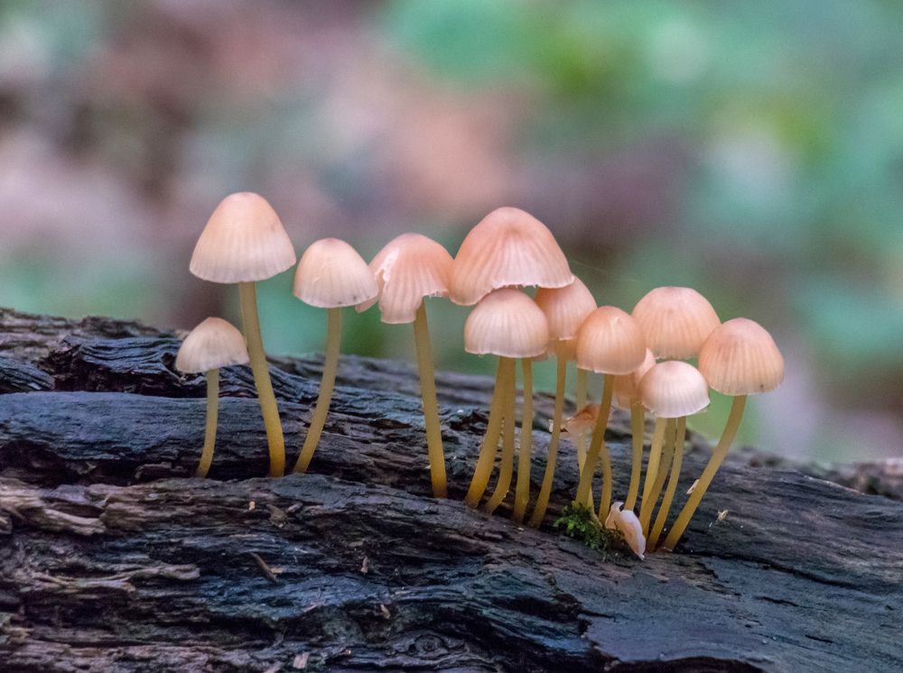 Фотография автора Ismail SAIDI