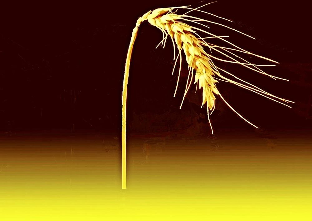 Концептуальная фотография