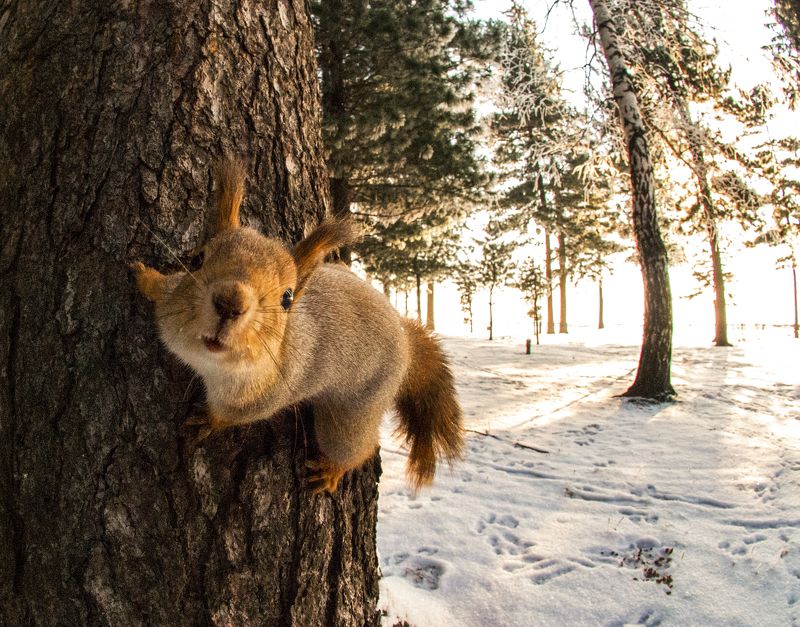 Тарас Деминов, Russia