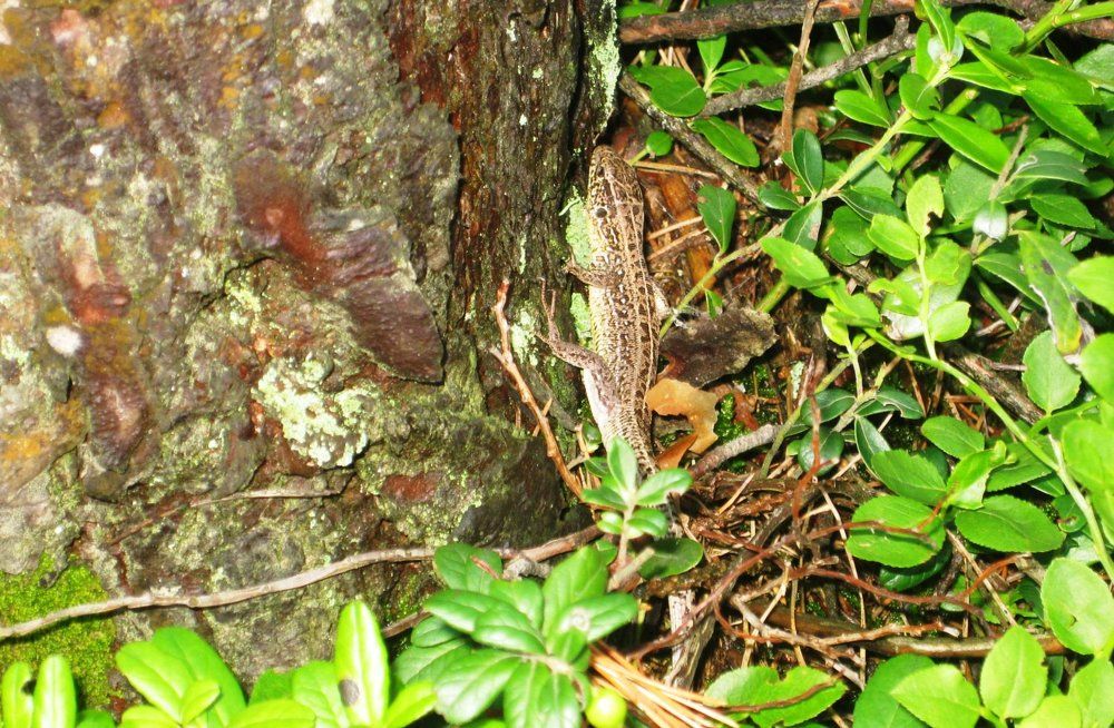 спряталась