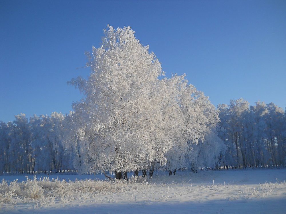 Photograph by албакова антонина петровна