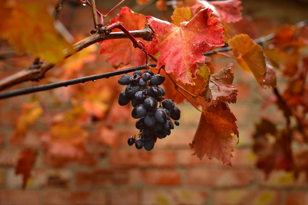 Осень. Виноград