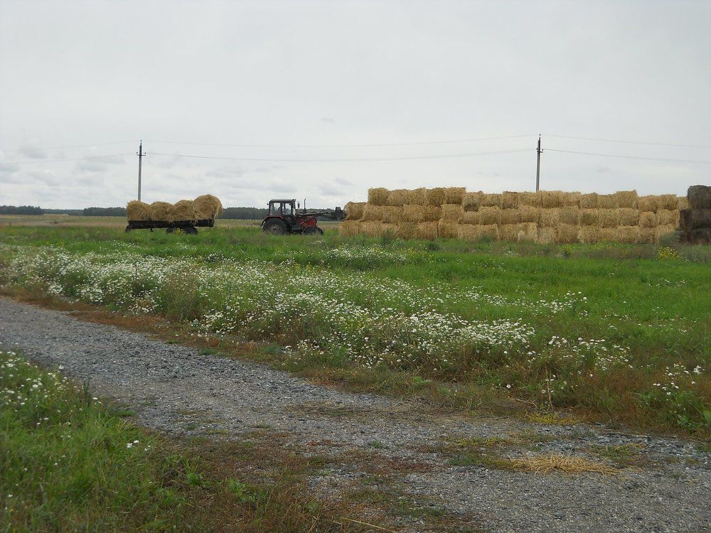 Photograph by албакова антонина петровна