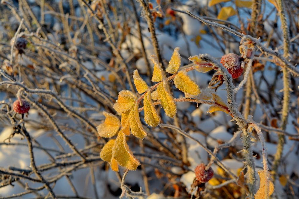 Зимняя осень.