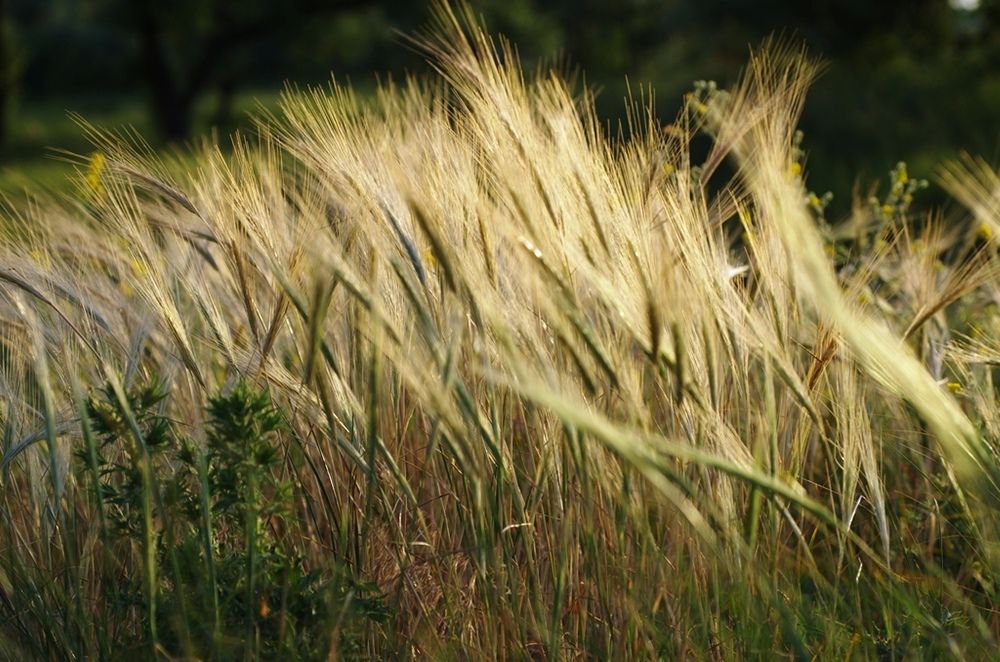 Дикая рожь