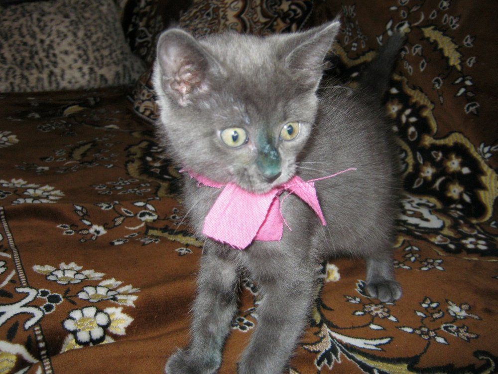 Кошечка