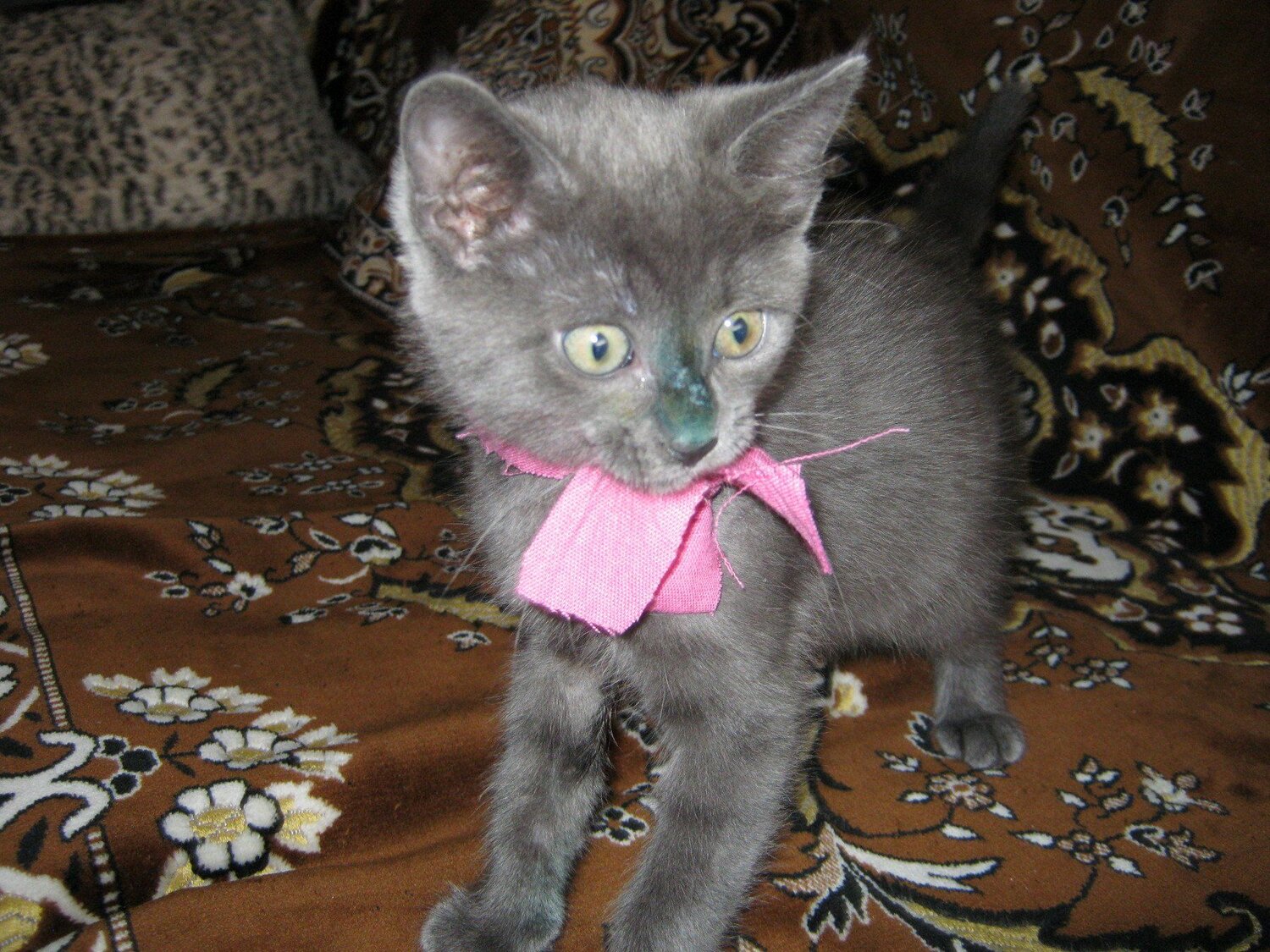 Кошечка